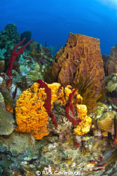 Reef scene in Dominica by Rick Cavanaugh 